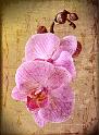 Orchidee-a17817262[1]